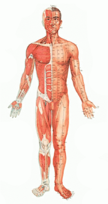 Meridiani-Agopuntura Meridiani-Agopuntura