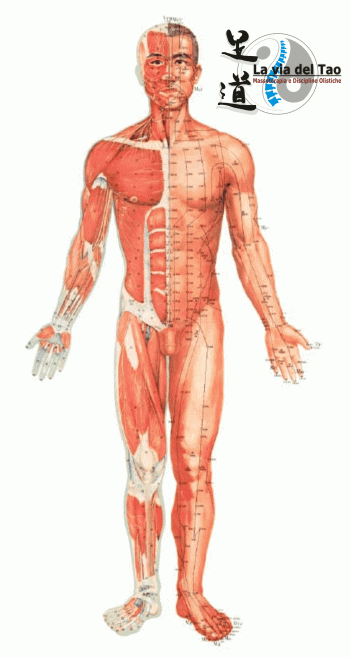 Meridiani-Agopuntura_2